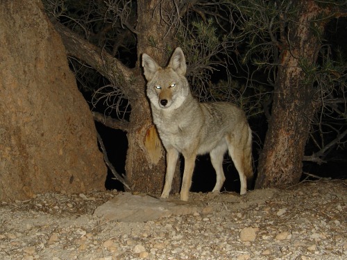 trailcams:  Source: randomtruth on Flickr 