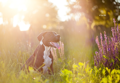 lainphotography: Boxermix Raja, 5 months old.