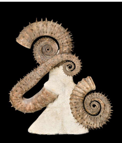 bijoux-et-mineraux:Heteromorph Ammonites with spikes(Emericiceras alpinum, Ancyloceras 