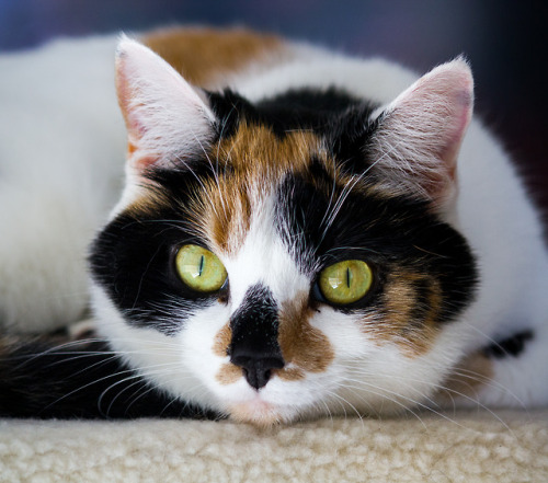 boschintegral:jmg-photography:The Calico Cat (Felis catus)jmg-photography.tumblr.com@mostlycatsmostl