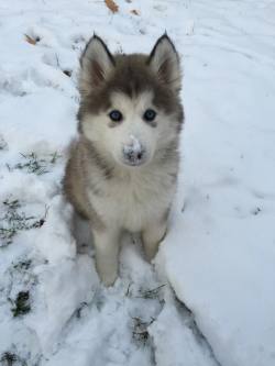 awwww-cute:   My sister and her husband recently adopted, this is his first snow 