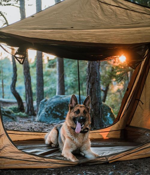 "Have you ever gone camping with your dog? It’s one of our favorite things to do in our f