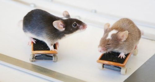 nyooom:cooladult:pervpanda:this is so ratical these are not rats, these are mice, but still, ve