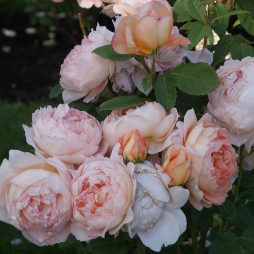 myfairylily:organicgardendreams 