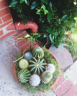 assume:  Cute little potted cacti