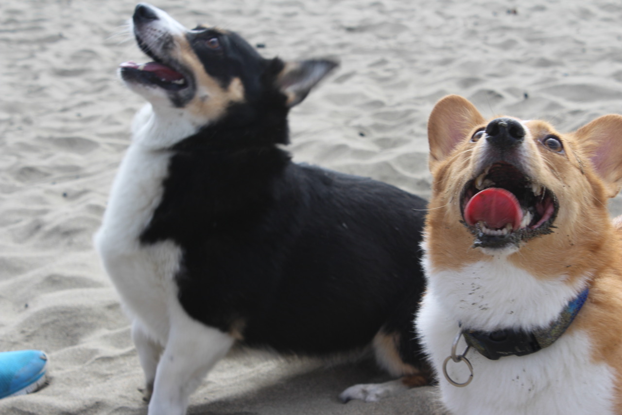 My Three Silly Corgis: Ed, Jiggles, and Butterbeer, NorCal Corgi Con at ...