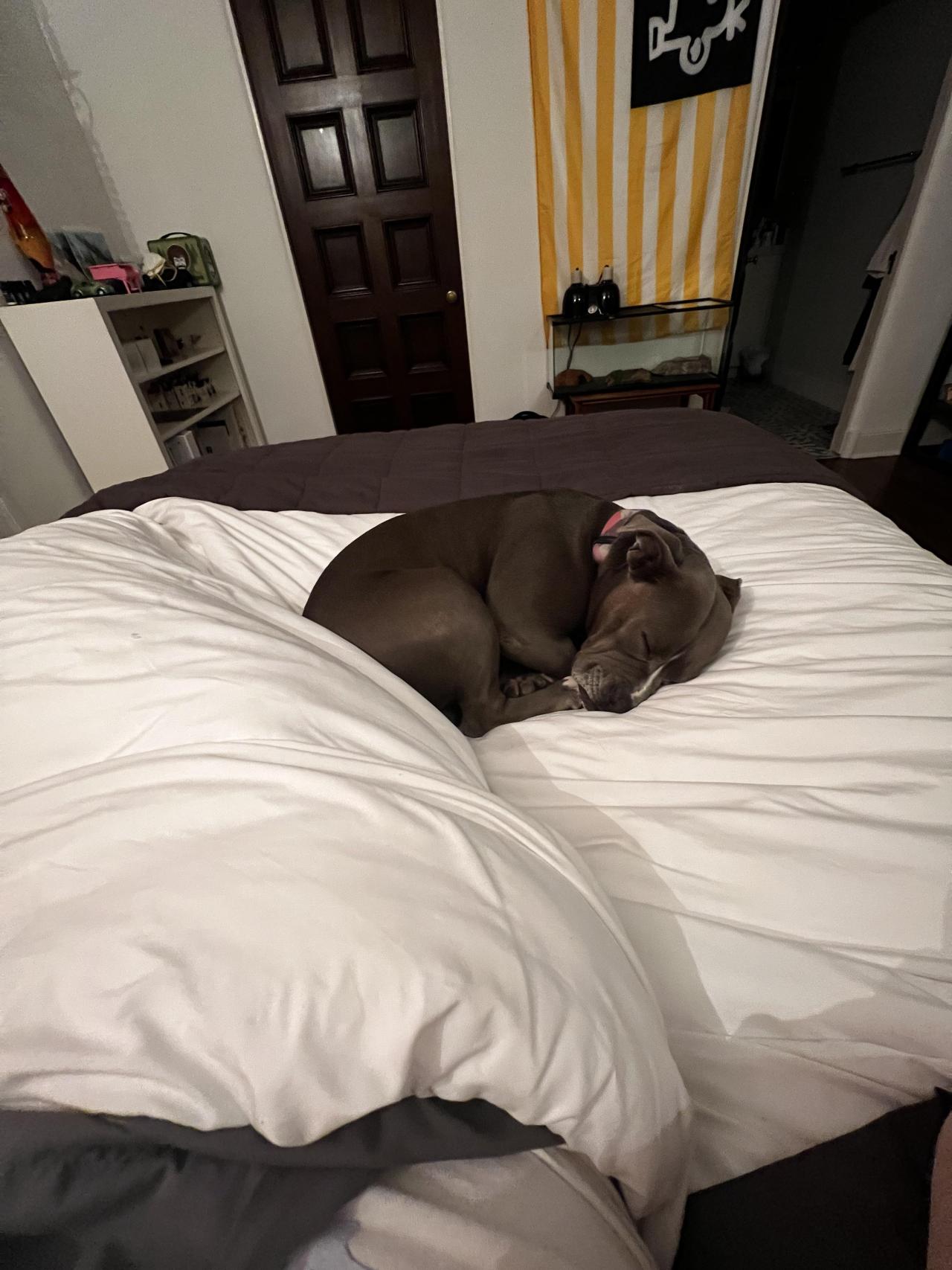 Sorry dad. No place for your legs. #pitbull#aww#cets#pupperss