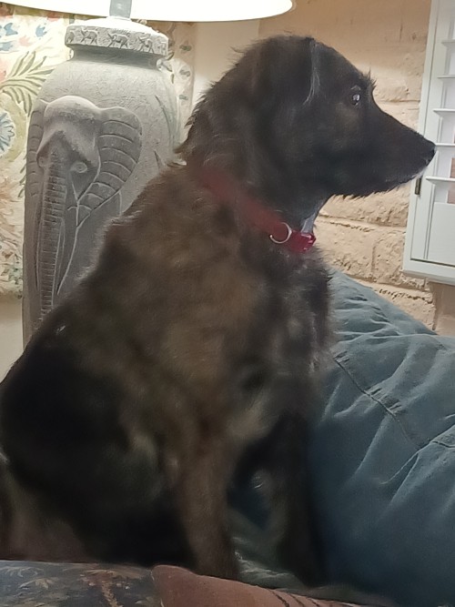 Sadie Takes Her Trunk Watching For That Damn Squirrel