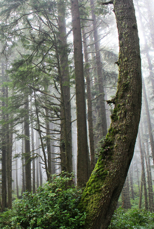 bright-witch: Old Sitka and Hemlock Forest Print Shop