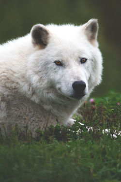 stayfr-sh:Arctic Wolf