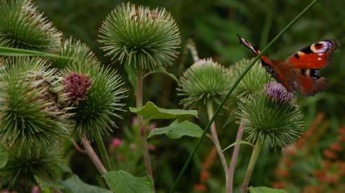 Peacock Butterfly on Thistle.Snapped at Wheldrake Ings, North Yorkshire. England.