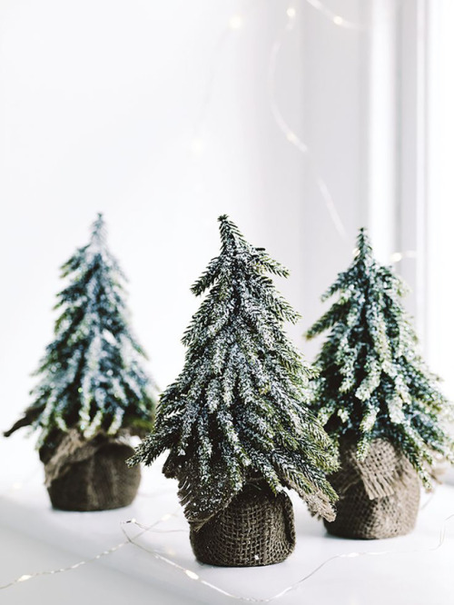 syflove:xmas trees