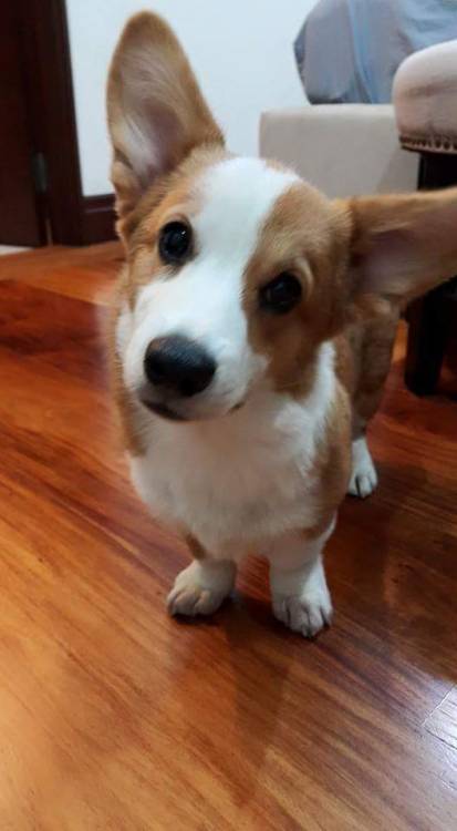 awwww-cute:  Her face whenever I make high pitched sounds