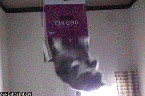 fuckjason:  Catception 