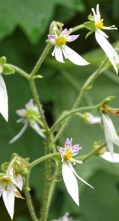 Truly a weird plant, the Creeping Strawberry Begonia has the type of bloom to attract critters. Saxi