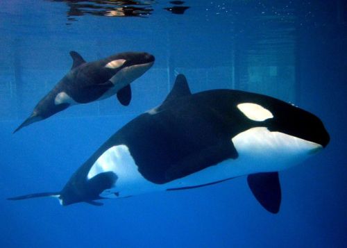 Gender: FemalePod: N/APlace of Capture: Born at SeaWorld of TexasDate of Capture: Born December 6, 2