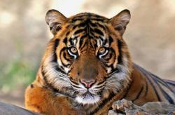 iainyork:                                              bengal tiger.                                                                                photo by michael daniel ho                    