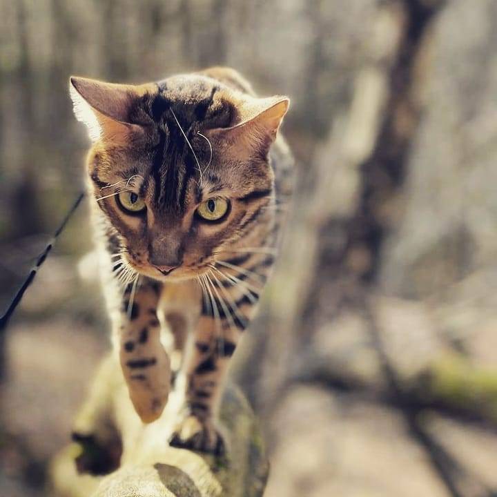 Chatons Explore Tumblr Posts And Blogs Tumgir Chatons Explore Tumblr Posts And Blogs Tumgir
