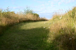 stripedpeach:  Whakatane, New Zealand 