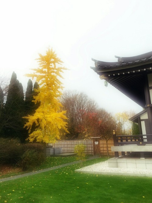 ginko tree