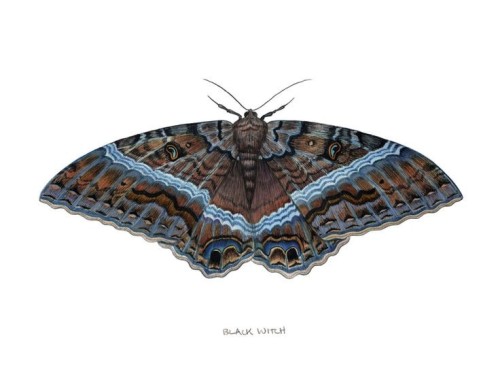Beautiful Black Witch Moth