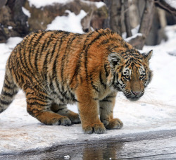 llbwwb:  Frozen river by Klaus Wiese.