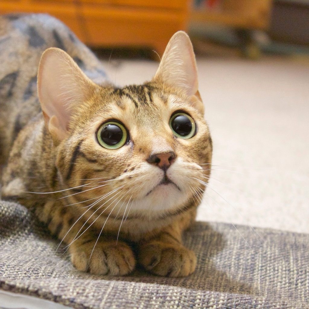 cute-overload:  Don’t be fooled, this is attack mode! O_Ohttp://cute-overload.tumblr.com
