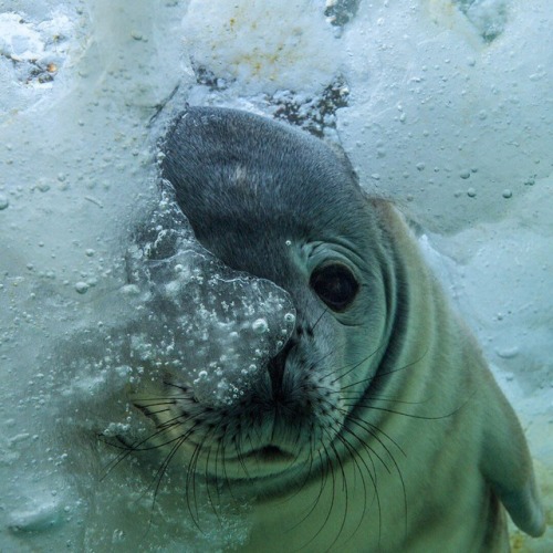 haeshungael:seal playing hide and seek