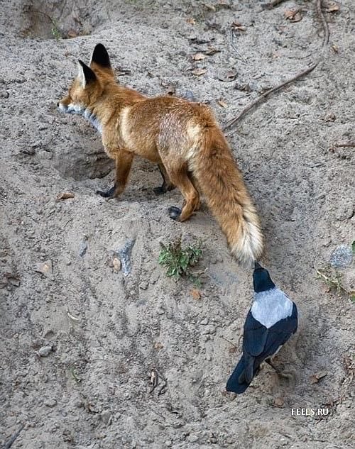 Corvids pulling tailssource: @ 41strange 