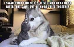 tastefullyoffensive:  Pun Dog #6 (previously) [x]