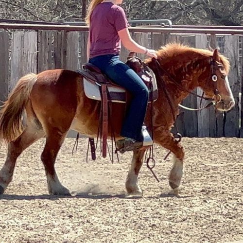 Captain Hook 10 yr old 12h very stout built haflinger cross gelding. This pony rides very well. He h