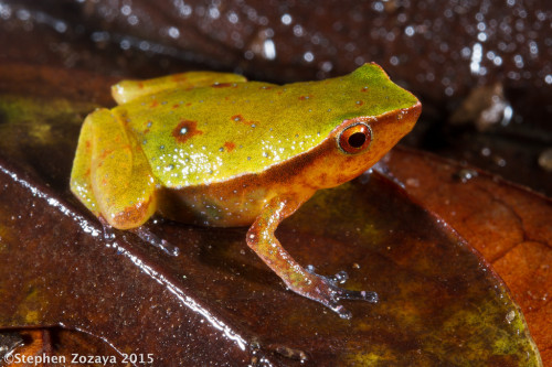 frogs-are-awesome:Plethodontohyla sp. (juvenile) by Stephen ZozayaMongevo, Ranomafana National Park,