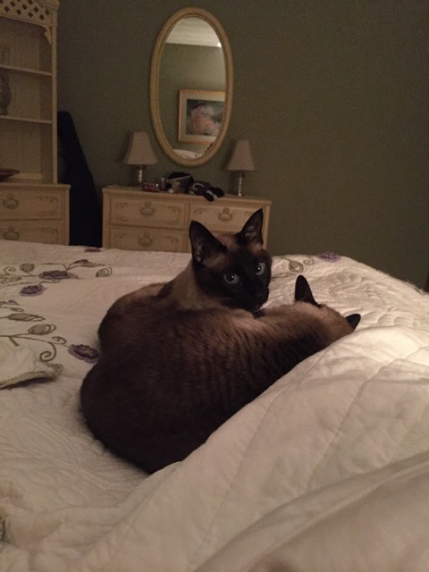 inonibird:  The return of Mickey and Leo! (Dad & stepmom’s Siamese cats)…they REALLY enjoy sleeping on me/my bed.Also, bonus cat from elsewhere:The cat is NOT out of the bag, I repeat, NOT out of the bag. :P