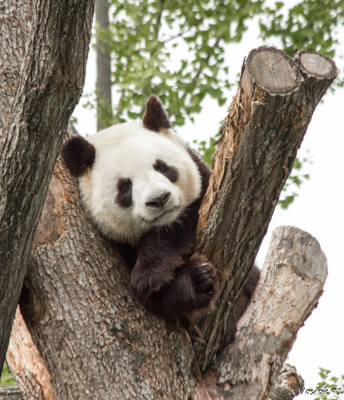 giantpandaphotos:  © Vostok. 