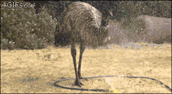 4gifs:  Emus love water sprinklers. [video]