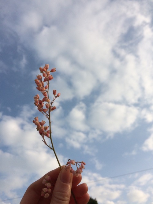 gormengahst:i went on a walk and picked these tiny flowers from the hedgerow!