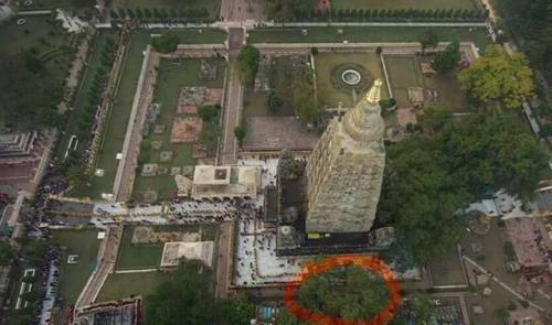 A branch of one of the large Bodhi tree in the Mahabodhi Temple complex in Bodhgaya has fallen few d