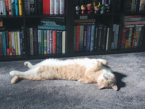 freckles-and-books: Just another picture of my cat asleep near my books