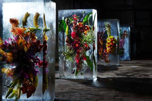 Japanese artist Azuma Makoto 東信“ICED FLOWERS”とは、花々を氷で包み込み、その中で刻まれていく命の変化を鑑賞する作品です。氷の中に存在することによって引き立て