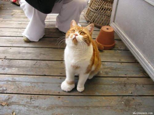 awwww-cute:  Waffles also had an unfortunate run-in with a bee 