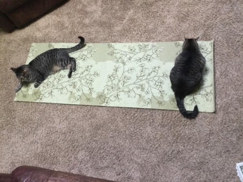 How Am I Supposed To Get All Zen When You Nerds Are Sitting On My Yoga Mat?