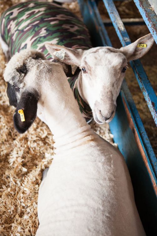 Dutchess County Fair