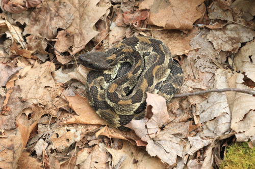 Funny thing happened to me this afternoon at Coopers Rock State Forest while I was photographing a p