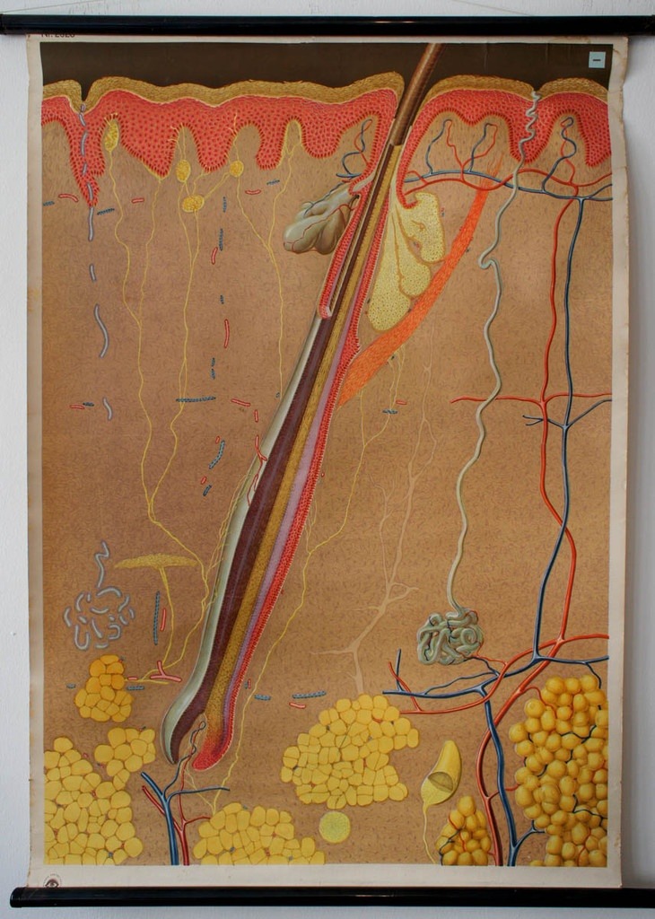 Hair Follicle Illustration from the German Hygiene Museum in Dresden.