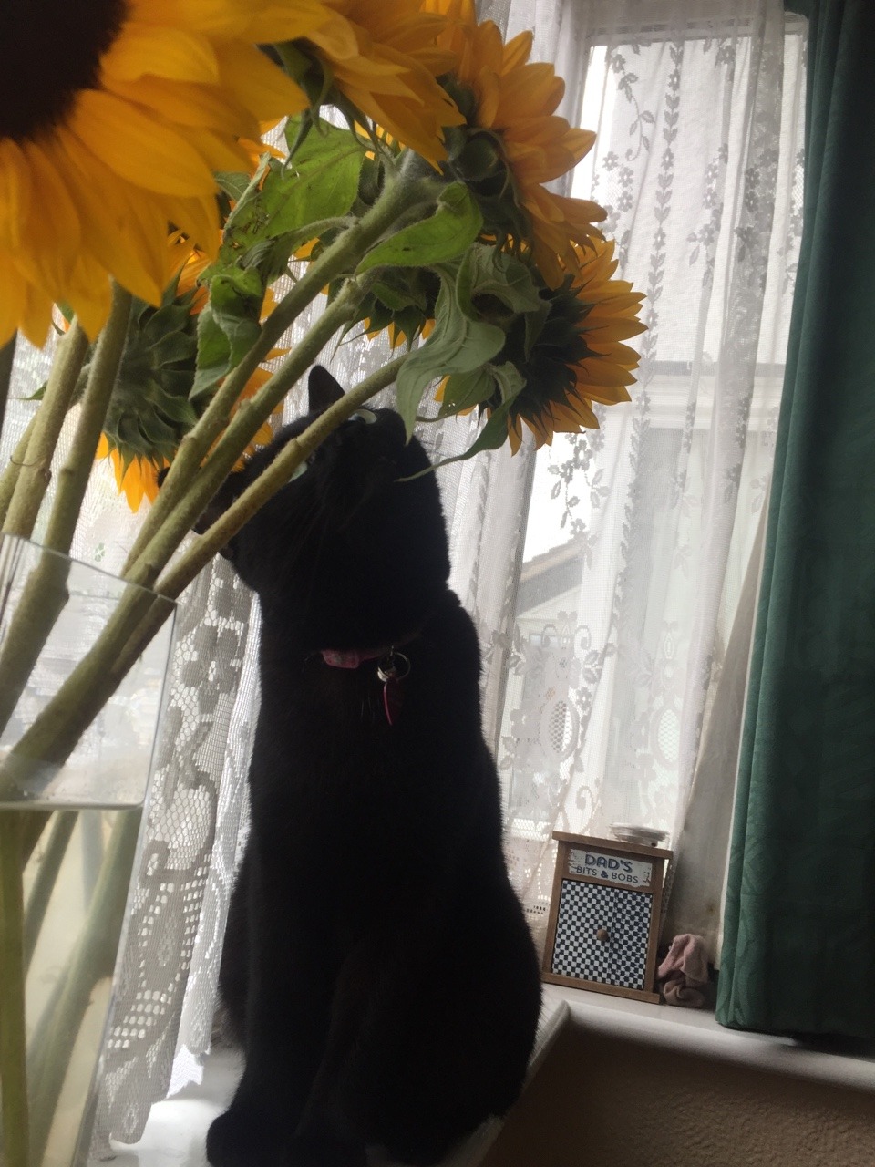 itsaviolathing: Look at my stupid cat *see the flower* *smell the flower* *taste