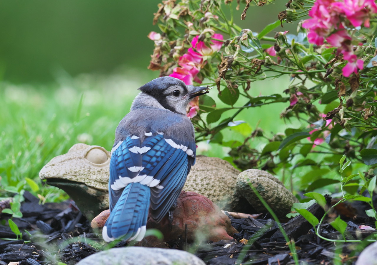 Juvenile Blue Jays Cyanocitta Cristata Juvenile Blue Jays Cyanocitta Cristata