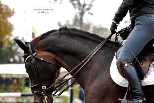 ottbs: finepointphotography:  Angelstone 2013  isn’t that a western bit?