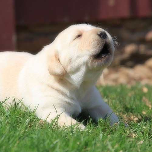 venneh:tinierpurplefishes:insta-gramcracker:re-actr:thecutestofthecute:Girls hit your hallelujah Girls hit your hallelujahGIRLS HIT YOUR HALLELUJAH CAUSE CUTE SMALL DOGS GON GIVE IT TO YApuptown funkStop.Wait a minute.Here’s my bowl:Put some kibble