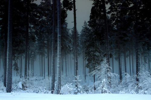 naturalsceneries: Frozen Forest in Norway Source: Harald Gjerholm (flickr)