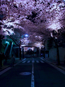 isaykonnichiwa:  2012-Sakura#038 by G O L D T O P on Flickr. 